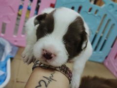 鲁豫犬业