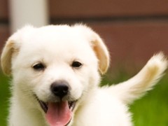 呼和浩特波尔多犬