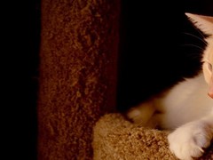清华猫舍