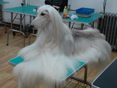 萌宠之家