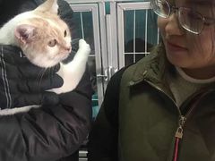 上海青浦区宠物小动物流浪狗流浪猫救助领养收容收养中心站