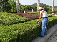 苏州办公室绿植租赁