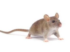 上格生物科技有限公司