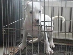犬舍繁殖基地