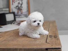 梧州小比熊