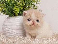 清华猫舍