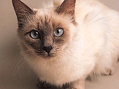 莉姿猫舍