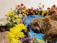 邢台宠物火化价格