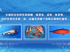 南昌观赏金鱼出售