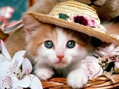 烟台波斯猫价格