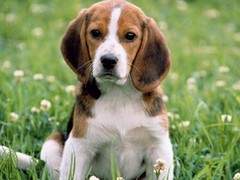 银川小型葡萄牙波登可犬