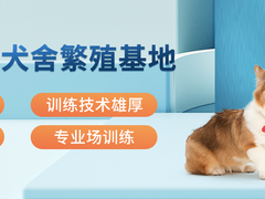 广东铃铛犬舍繁殖基地