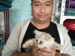 上海浦东新区宠物流浪狗流浪猫小动物救助领养收容收养中心站