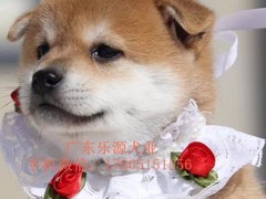 广东退伍兵犬舍