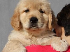 广东真顺犬业