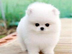 廊坊硬毛指示格里芬犬
