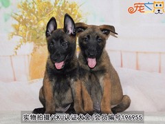 宠之恋犬舍（中山正规犬舍）