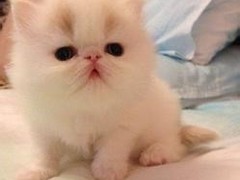 歆瑤貓舍