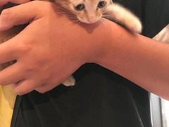 上海普陀区宠物小动物流浪猫狗救助领养收容收养中心基地站