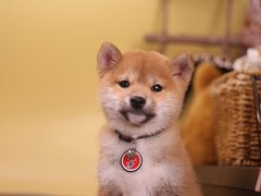 犬舍繁殖基地