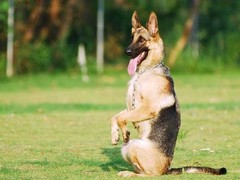 沈阳训犬基地