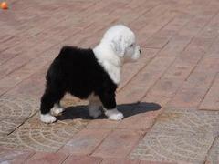 盛诚犬业