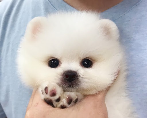 犬舍繁殖基地