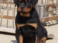 广东铃铛犬舍繁殖基地