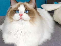 韵寒猫舍
