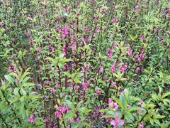 桃花树苗