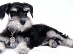 威海法斗犬价格