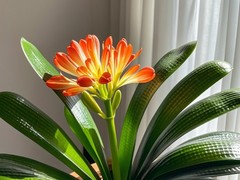 海口滨江鲜花绿植园圃