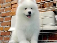 爱宠乐犬舍