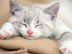 梦洁猫舍