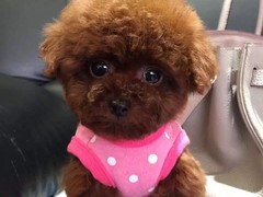 绵阳西藏梗