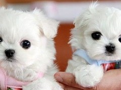 绵阳牧羊犬出售