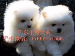 广东退伍兵犬舍