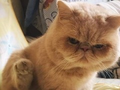 杭州蓝白多少钱