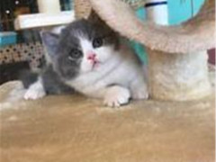 小许宠物