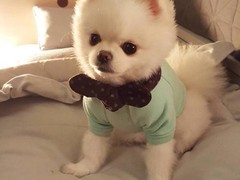 绵阳比格猎犬