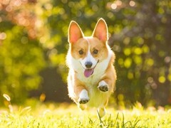 烟台史毕诺犬
