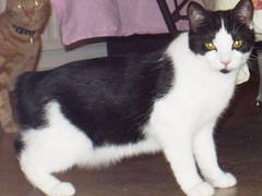 清华猫舍
