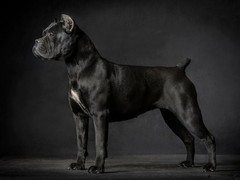 金达血统名犬繁育基地