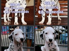 广东cku名犬繁殖基地