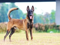 济南法老王猎犬领养