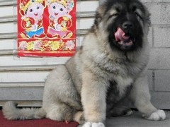 广东真顺犬业