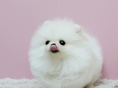 广东铃铛犬舍繁殖基地