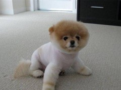 珠海普罗特猎犬
