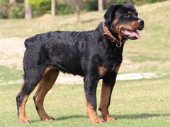安安犬舍