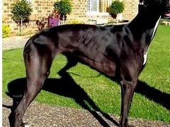 湖州挪威猎鹿犬